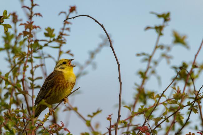 Yellowhammer (Emberiza citrinella). County Durham, United Kingdom. July 2018