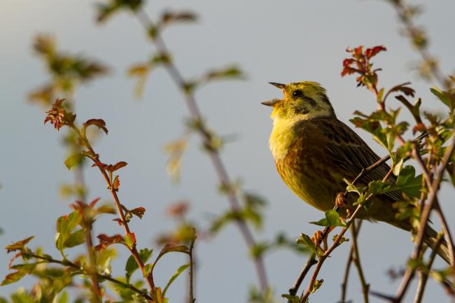 Yellowhammer (Emberiza citrinella). County Durham, United Kingdom. July 2018