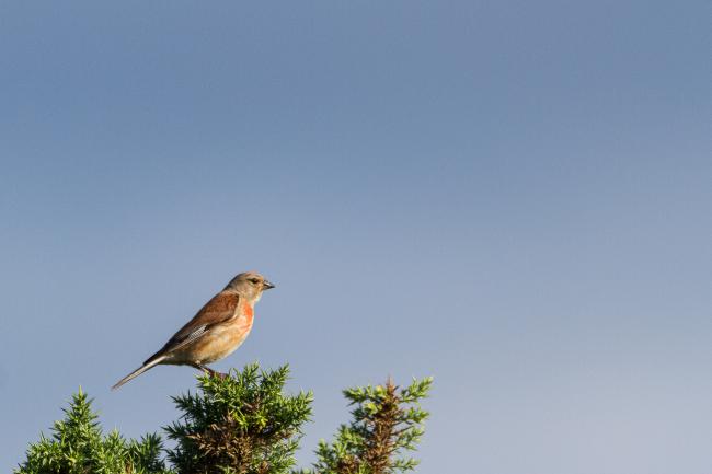 Linnet (Linaria cannabina). County Durham, United Kingdom. July 2018