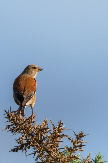 Linnet (Linaria cannabina). County Durham, United Kingdom. July 2018