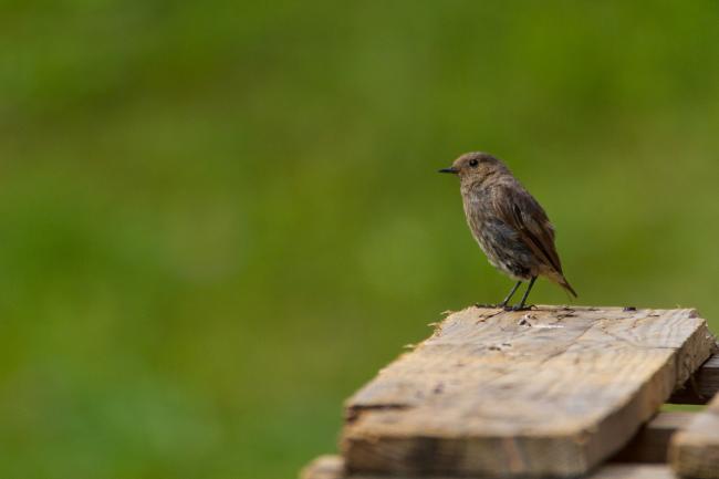 Black Redstart (Phoenicurus ochruros). Vorarlberg, Austria. August 2018