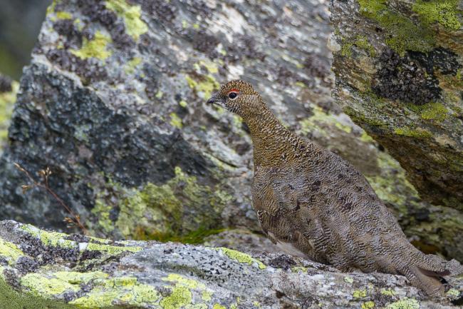 Rock Ptarmigan (Lagopus muta). Vorarlberg, Austria. August 2018