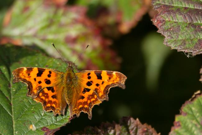 Comma (Polygonia c-album). County Durham, United Kingdom. September 2018