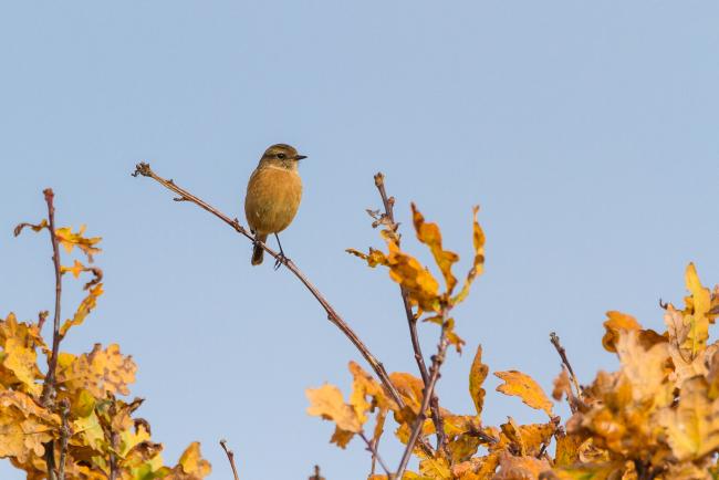 European Stonechat (Saxicola rubicola). County Durham, United Kingdom. November 2018