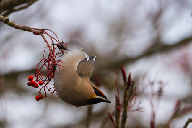 Bohemian Waxwing (Bombycilla garrulus). County Durham, United Kingdom. January 2019