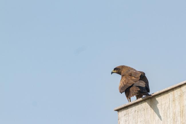 Black Kite (Milvus migrans). , India. January 2019