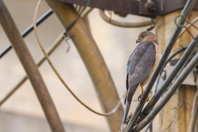 Shikra (Accipiter badius). , India. January 2019