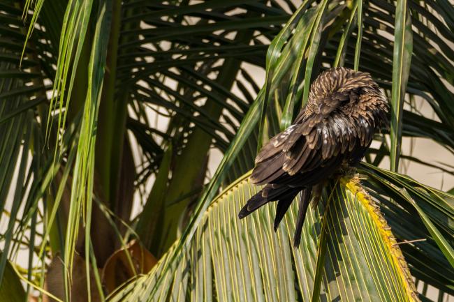 Black Kite (Milvus migrans). , India. January 2019