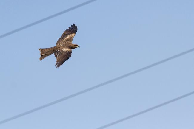 Black Kite (Milvus migrans). , India. January 2019