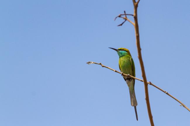 Green Bee-eater (Merops orientalis). , India. January 2019