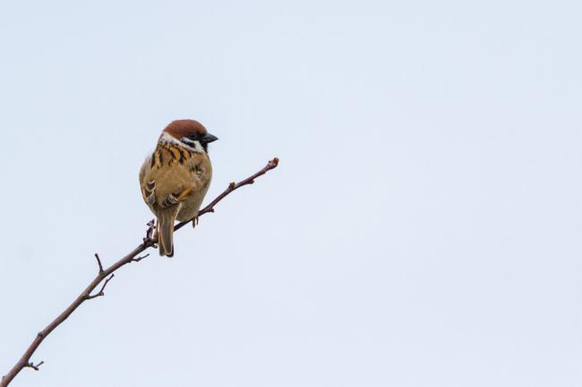 Tree Sparrow (Passer montanus). County Durham, United Kingdom. March 2019