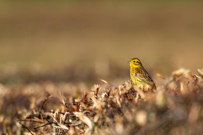 Yellowhammer (Emberiza citrinella). County Durham, United Kingdom. March 2019