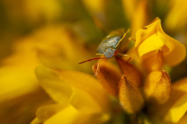 Gorse Shield Bug (Piezodorus lituratus). County Durham, United Kingdom. April 2019