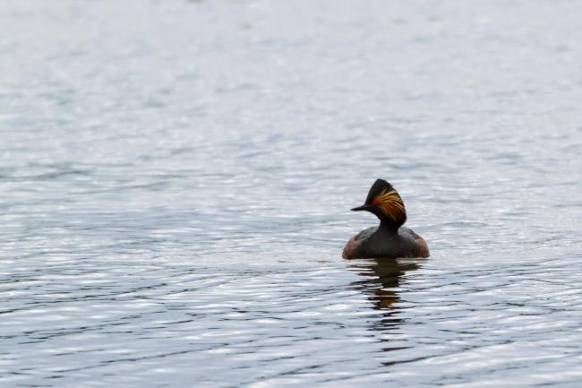 Black-necked Grebe (Podiceps nigricollis). County Durham, United Kingdom. May 2019
