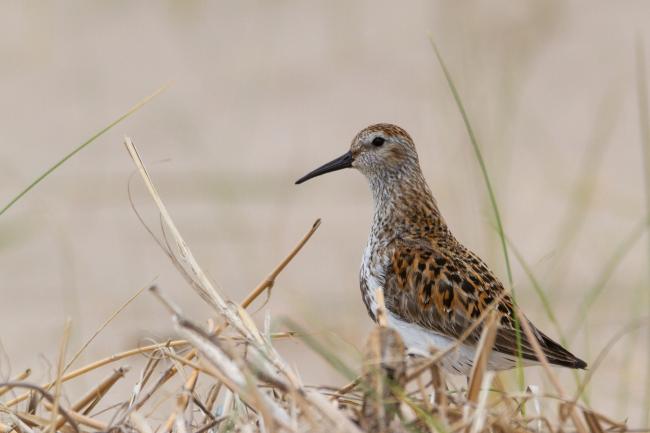 Dunlin (Calidris alpina). Fife, United Kingdom. May 2019