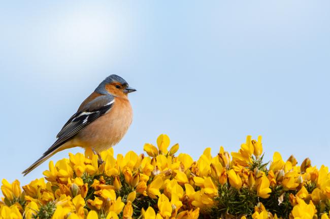 Common Chaffinch (Fringilla coelebs). Fife, United Kingdom. May 2019