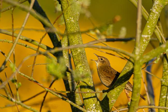 Grasshopper Warbler (Locustella naevia). County Durham, United Kingdom. May 2019