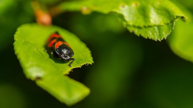 Red-and-black Froghopper (Cercopis vulnerata). County Durham, United Kingdom. May 2019