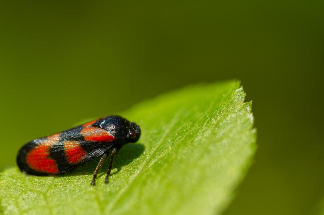 Red-and-black Froghopper (Cercopis vulnerata). County Durham, United Kingdom. May 2019