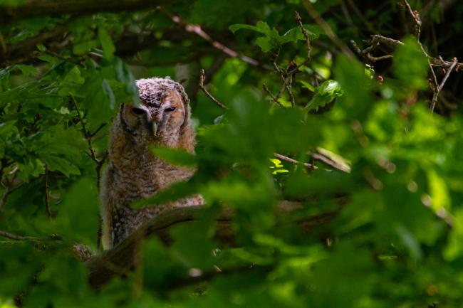 Tawny Owl (Strix aluco). County Durham, United Kingdom. June 2019