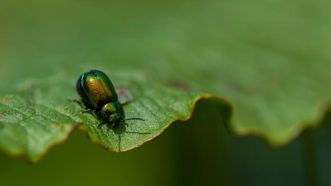 Green Dock Beetle (Gastrophysa viridula). County Durham, United Kingdom. June 2019