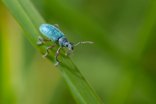 Weevil (Phyllobius sp.). County Durham, United Kingdom. June 2019