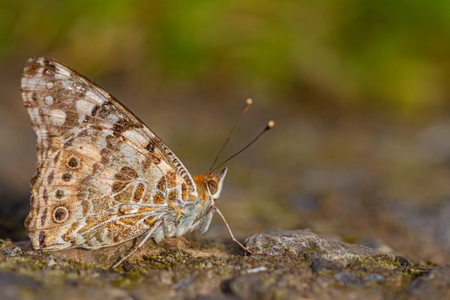 Painted Lady (Vanessa cardui). County Durham, United Kingdom. June 2019