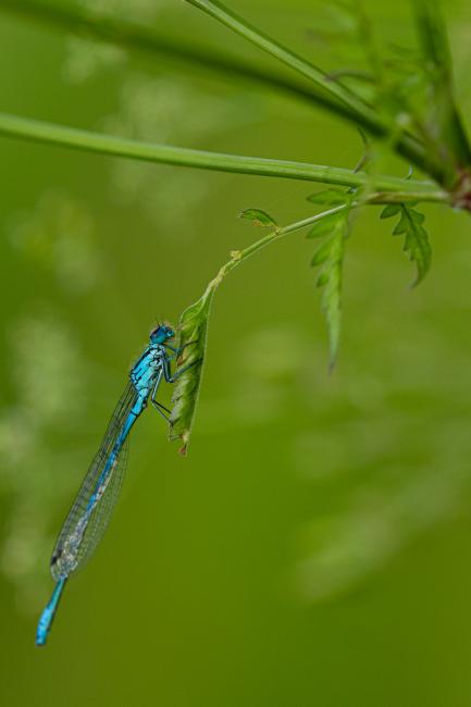Azure Damselfly (Coenagrion puella). County Durham, United Kingdom. June 2019