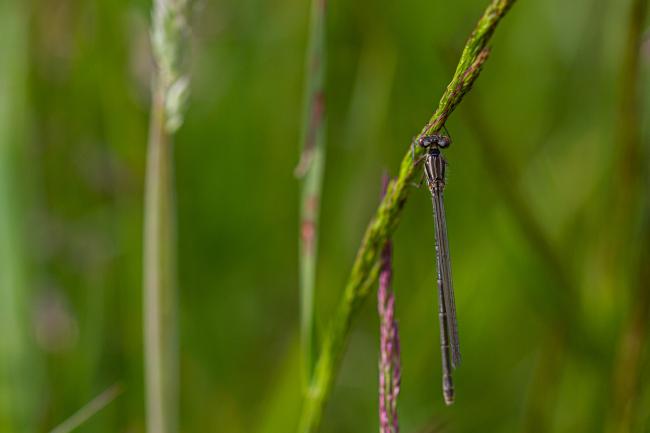 Azure Damselfly (Coenagrion puella). County Durham, United Kingdom. June 2019