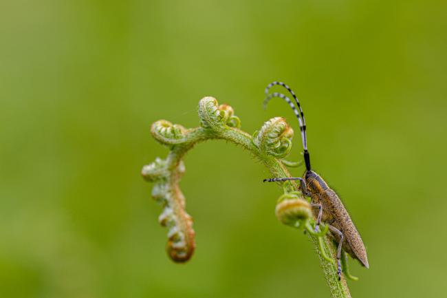 Golden-bloomed Grey Longhorn (Agapanthia villosoviridescens). County Durham, United Kingdom. June 2019
