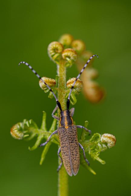 Golden-bloomed Grey Longhorn (Agapanthia villosoviridescens). County Durham, United Kingdom. June 2019