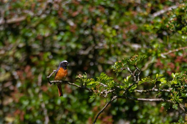 Common Redstart (Phoenicurus phoenicurus). County Durham, United Kingdom. June 2019