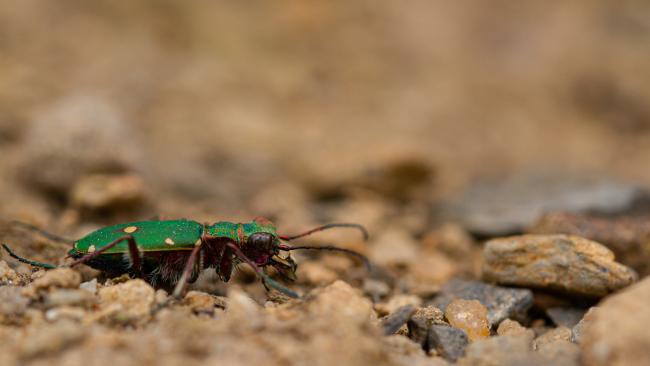 Green Tiger Beetle (Cicindela campestris). North Yorkshire, United Kingdom. July 2019