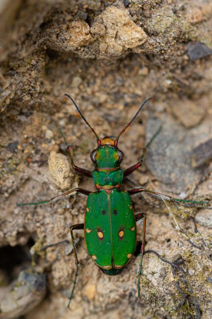 Green Tiger Beetle (Cicindela campestris). North Yorkshire, United Kingdom. July 2019