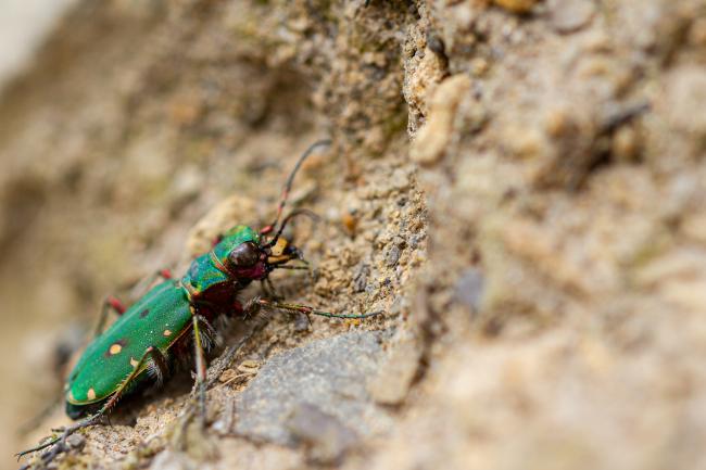 Green Tiger Beetle (Cicindela campestris). North Yorkshire, United Kingdom. July 2019