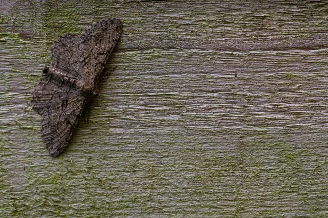 Willow Beauty (Peribatodes rhomboidaria). County Durham, United Kingdom. August 2019