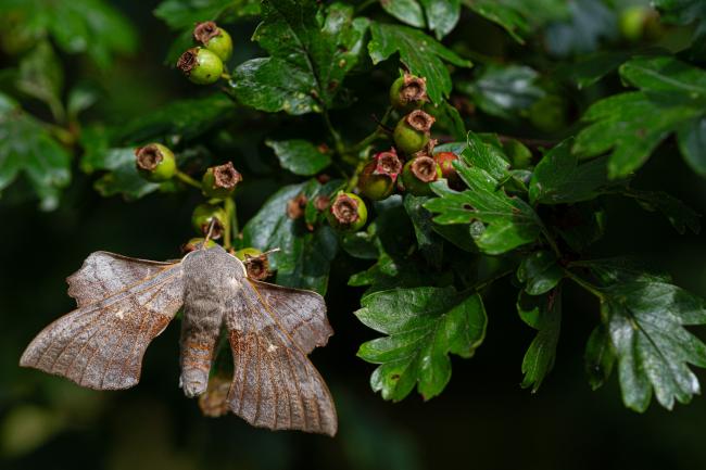Poplar Hawk-moth (Laothoe populi). County Durham, United Kingdom. August 2019