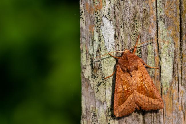 Rosy Rustic (Hydraecia micacea). West Glamorgan, United Kingdom. August 2019