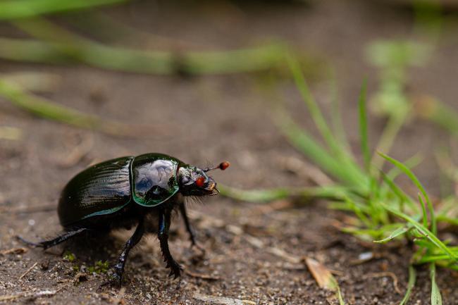 Dor Beetle sp. (Geotrupes sp.). County Durham, United Kingdom. August 2019