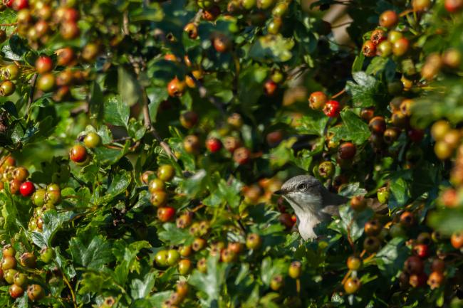 Lesser Whitethroat (Curruca curruca). County Durham, United Kingdom. September 2019