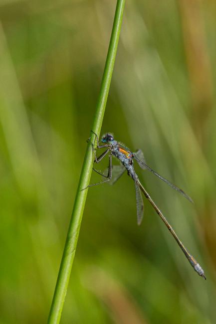 Emerald Damselfly (Lestes sponsa). County Durham, United Kingdom. September 2019