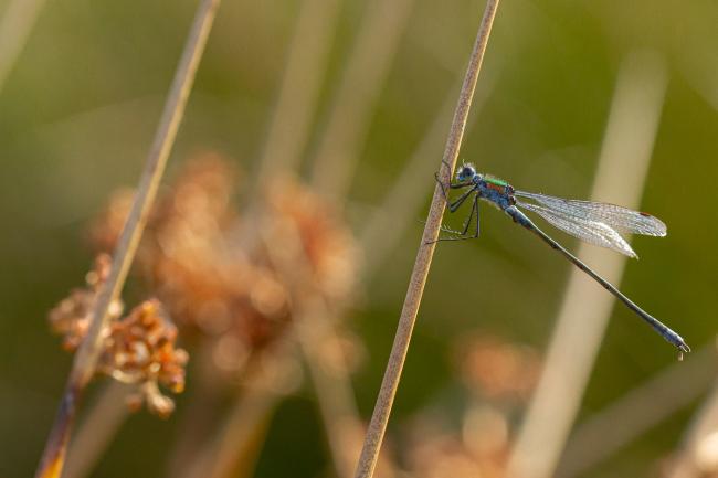 Emerald Damselfly (Lestes sponsa). County Durham, United Kingdom. September 2019