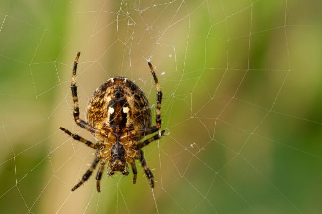 Garden Spider (Araneus diadematus). County Durham, United Kingdom. October 2019