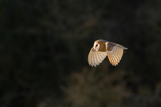 Barn Owl (Tyto alba). Oxfordshire, United Kingdom. March 2020