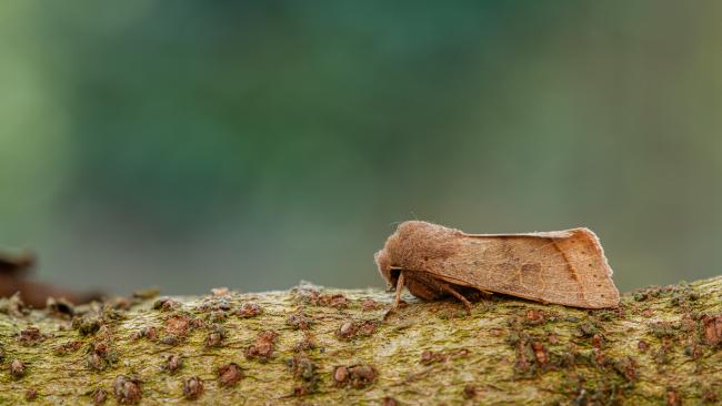 Common Quaker (Orthosia cerasi). County Durham, United Kingdom. March 2020