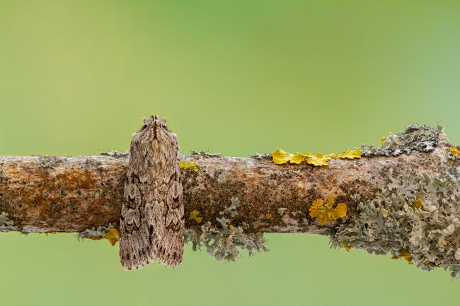 Early Grey (Xylocampa areola). County Durham, United Kingdom. April 2020