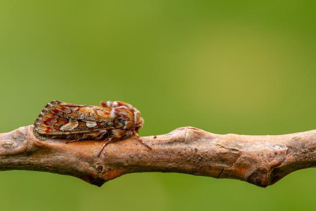 Pine Beauty (Panolis flammea). County Durham, United Kingdom. April 2020