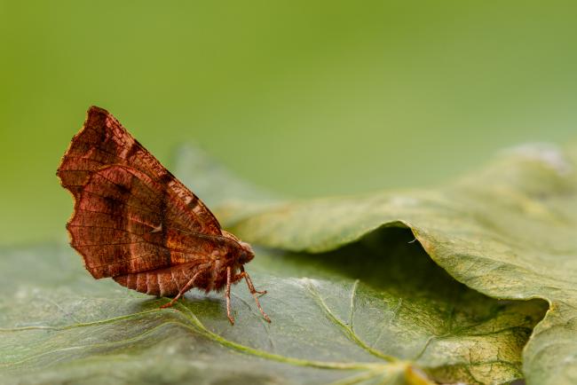 Early Thorn (Selenia dentaria). County Durham, United Kingdom. April 2020