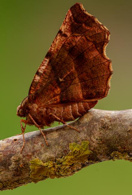 Early Thorn (Selenia dentaria). County Durham, United Kingdom. April 2020