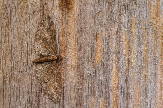 Brindled Pug (Eupithecia abbreviata). County Durham, United Kingdom. April 2020